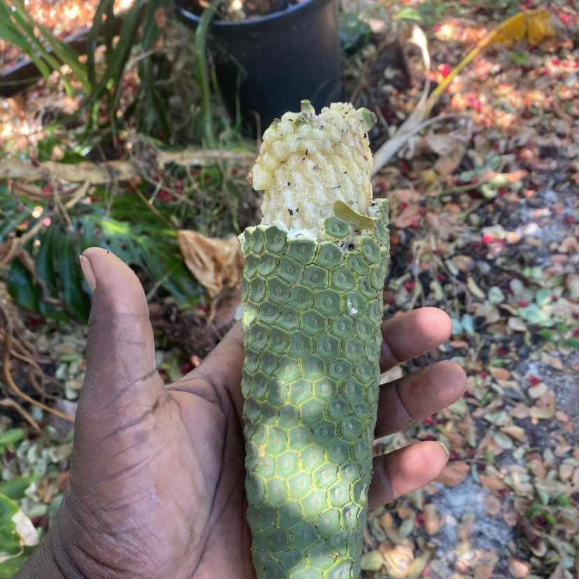 You are currently viewing This fruit will blow your mind